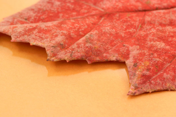 干枫叶图片下载