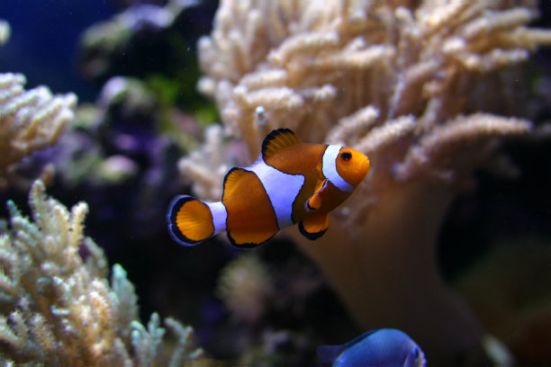 珊瑚礁图片下载