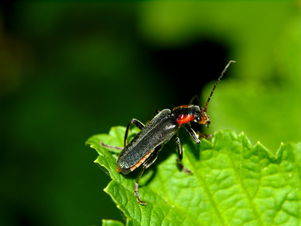 昆虫在叶图片下载