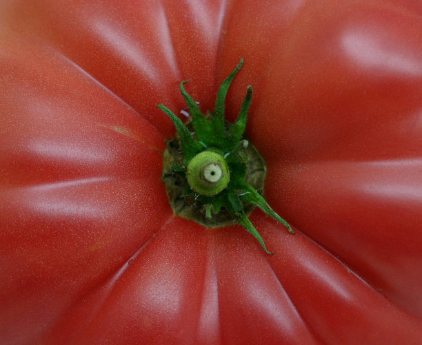 番茄特写镜头图片下载