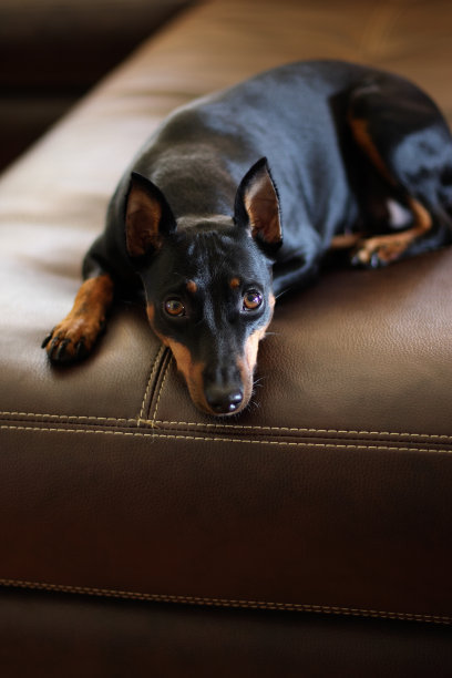 在沙发上图片下载