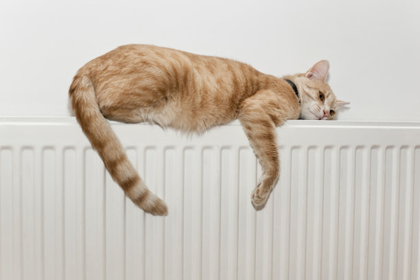 懒惰的猫素材图片