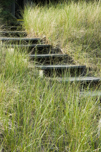 踩在高高的杂草丛生的草地上图片下载