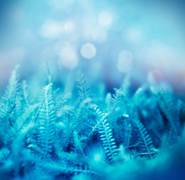 野花背景图片下载