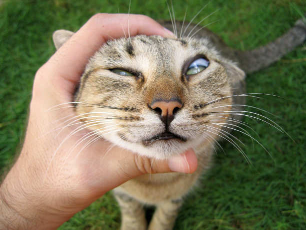 奶酪说:)图片下载