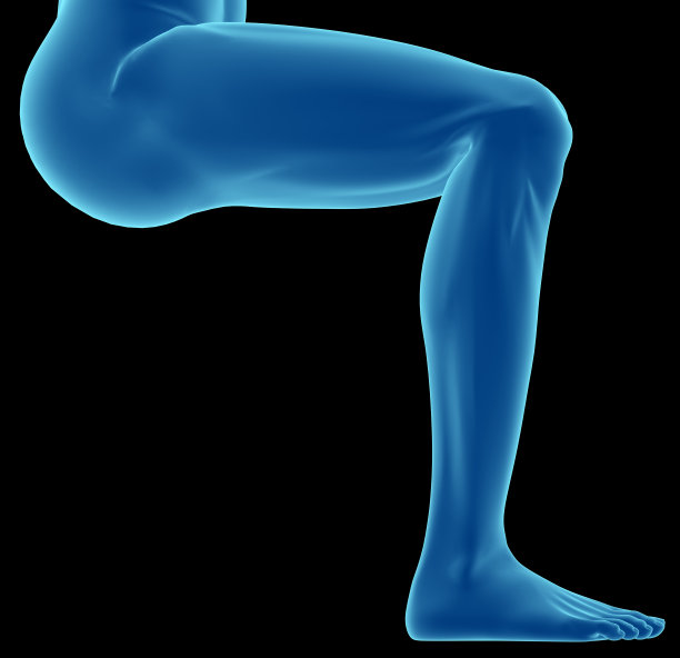 人腿的肌肉组织图片下载