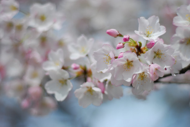 白色和粉红色的樱花盛开，春天在华盛顿特区图片下载