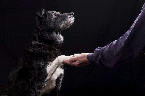 一只白爪子的黑狗在和一个男人握手图片下载