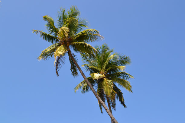 椰子树图片下载