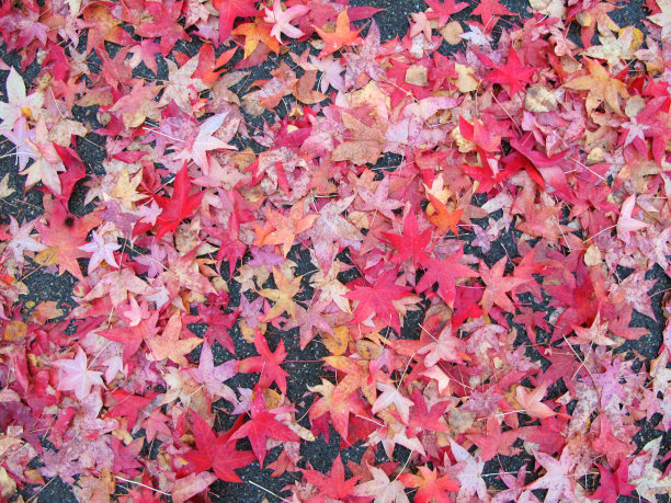 秋天的红色树叶图片下载