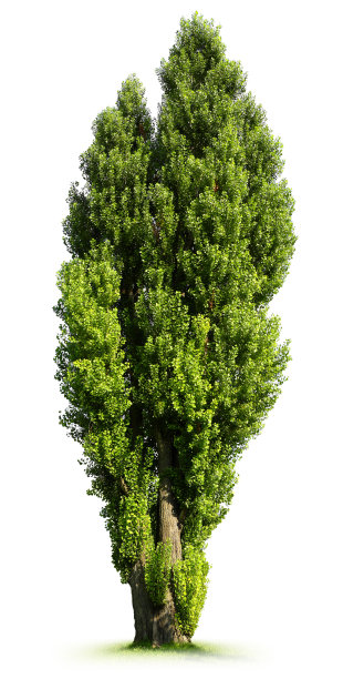 大杨树图片下载