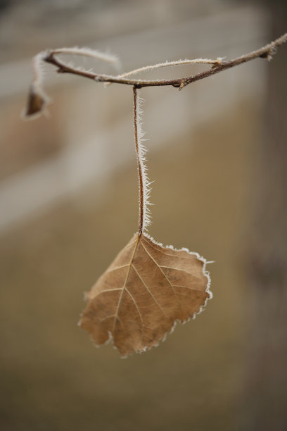 最后一片叶子依附在结霜的树枝上(垂直)图片下载