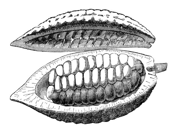 雕刻可可豆里面的可可水果图片下载