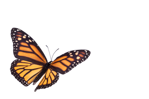 黑脉金斑蝶图片下载