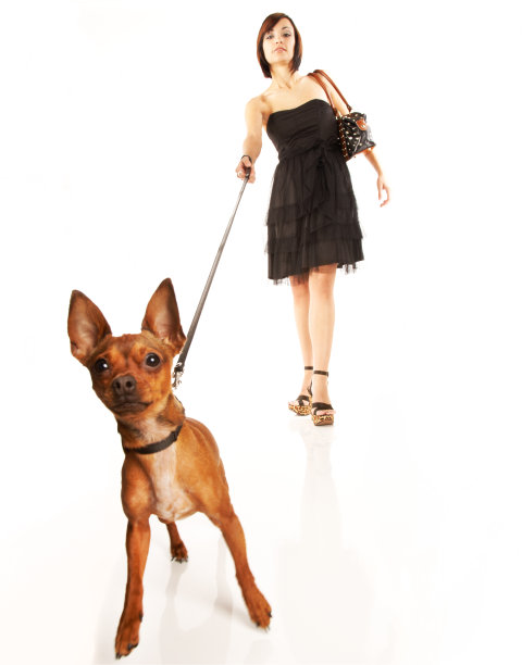 漂亮的女孩在遛吉娃娃，他在前面牵着狗绳图片下载