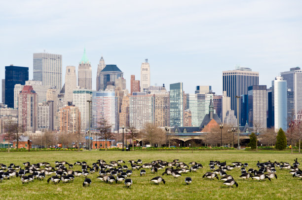 满大街都是鹅图片下载