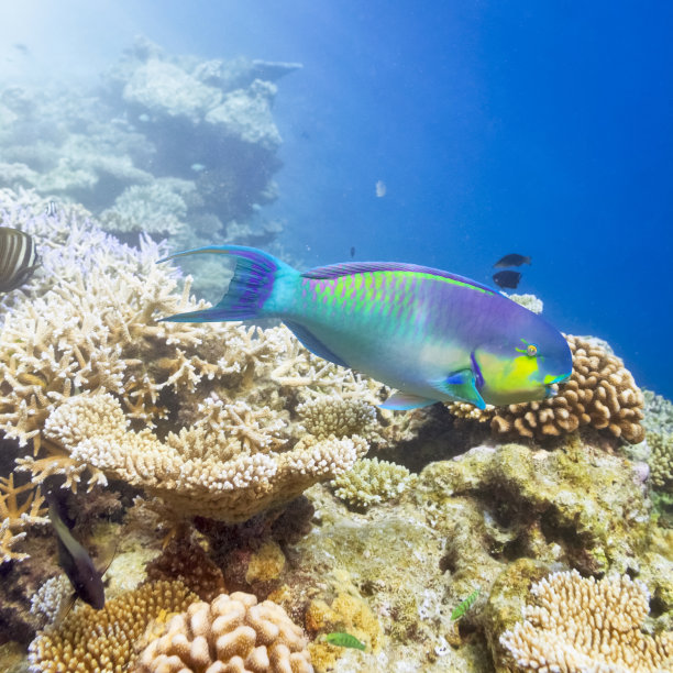 异国情调的珊瑚礁素材图片