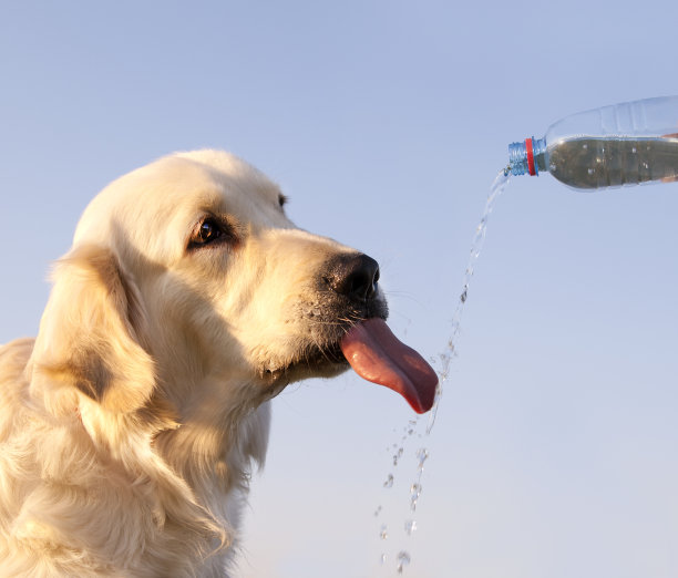 狗在喝瓶子里的水图片下载