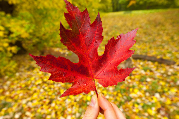 秋天的科隆森林图片下载