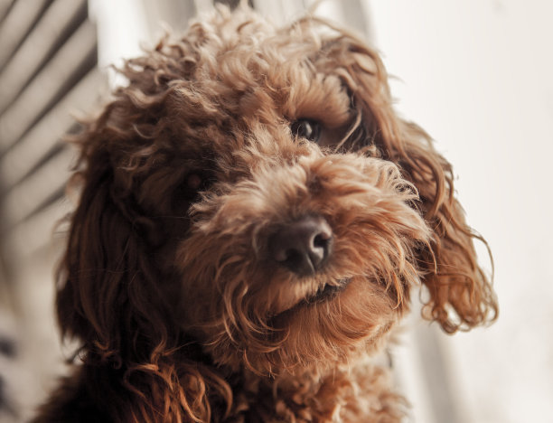 可爱的迷你贵宾犬图片下载