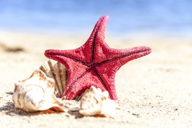 红色的海星图片下载