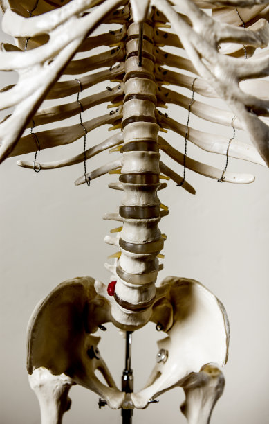 解剖骨骼-肋骨图片下载