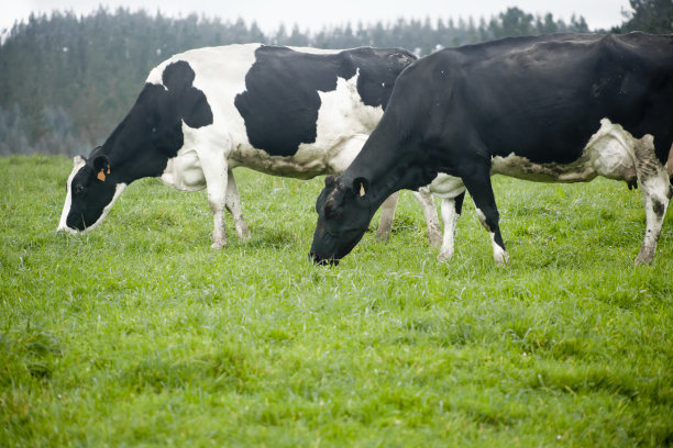 两头牛在绿色的草地上吃草。图片下载