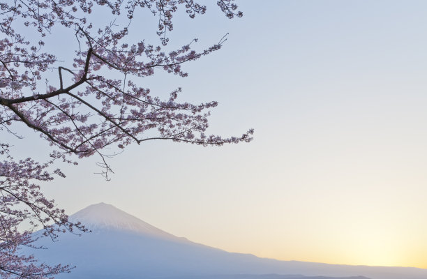 富士山与樱花图片下载