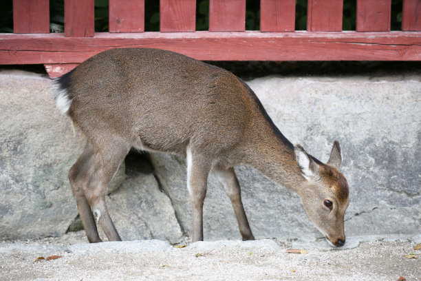 日本广岛县严岛宫岛的鹿图片下载