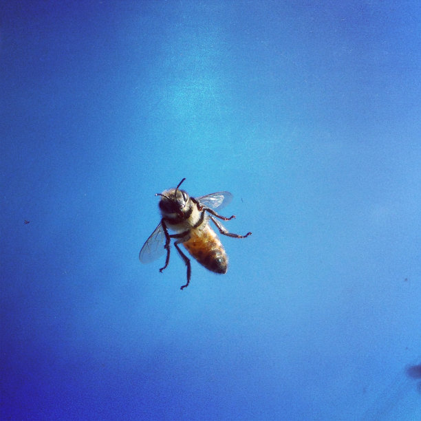 蜜蜂在天空图片下载