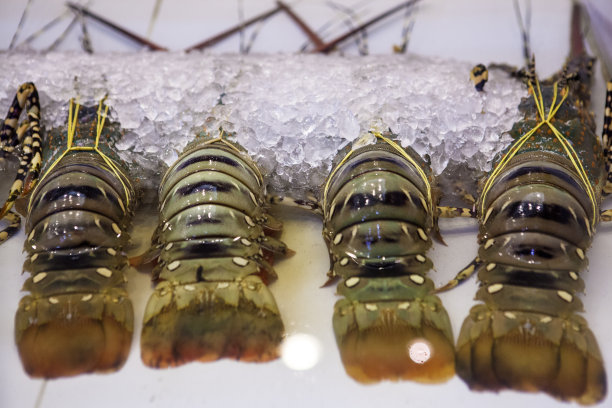 小龙虾在冰上图片下载