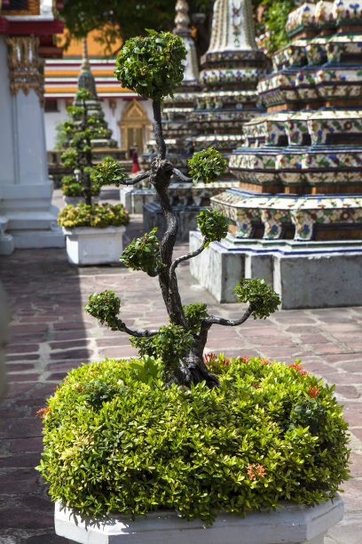 盆景树图片下载