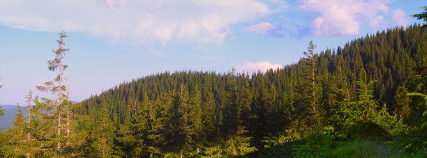 山地森林图片下载