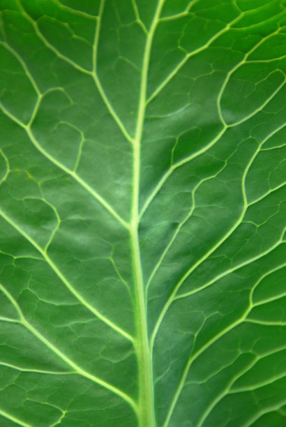 白色卷心菜植物的叶子图片下载