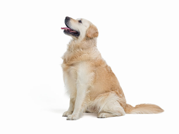 金毛猎犬坐在白色的背景上图片下载