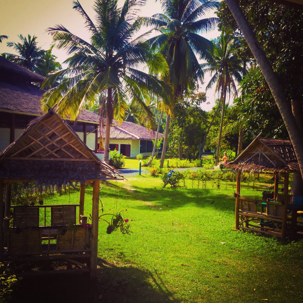 椰子树旁的平房图片下载