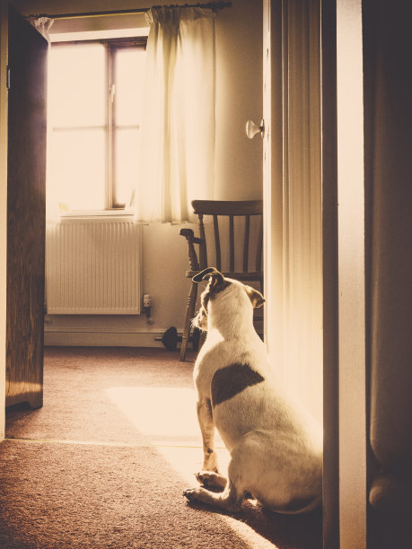 杰克罗素狗坐在阳光透过窗户图片下载