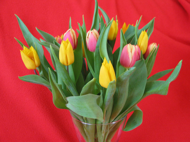 花束上有红色和黄色的郁金香图片下载