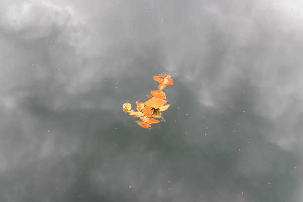 黄橙色的秋叶图片下载