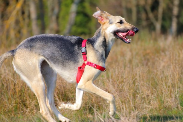 狗狗跑步和锻炼图片下载