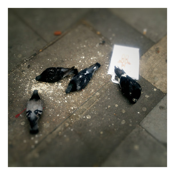 伦敦的鸽子图片下载