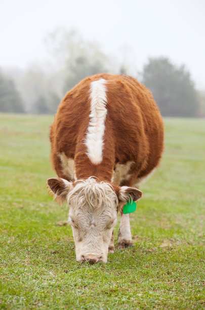 雾天里的赫里福德牛图片下载