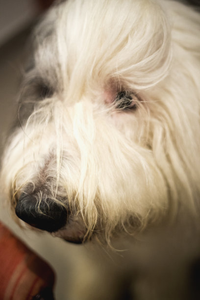 英国古代牧羊犬图片下载