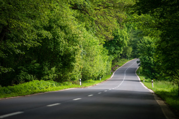 穿过森林的路图片下载