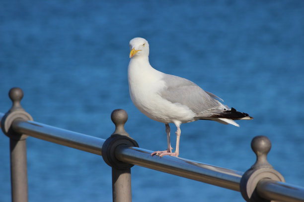 鲱鱼鸥/海鸥栖息在海边的栏杆上的海滩图片图片下载