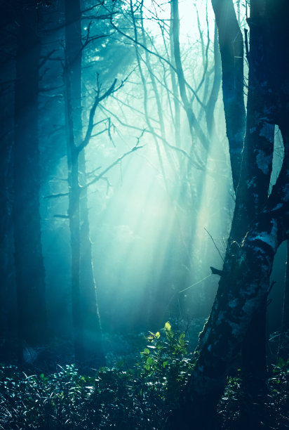 森林里的蓝雾和阳光图片下载