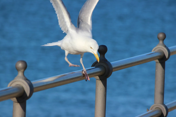 鲱鱼鸥/海鸥栖息在海边的栏杆上的海滩图片图片下载