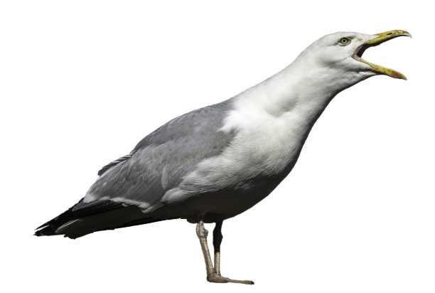 海鸥(隔离)图片下载