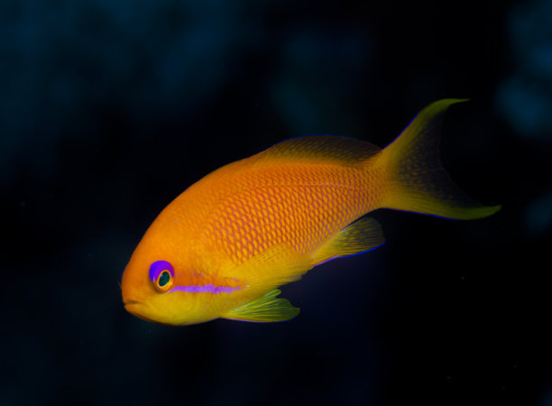 橙色的鱼图片下载