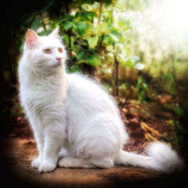 土耳其安哥拉猫图片下载